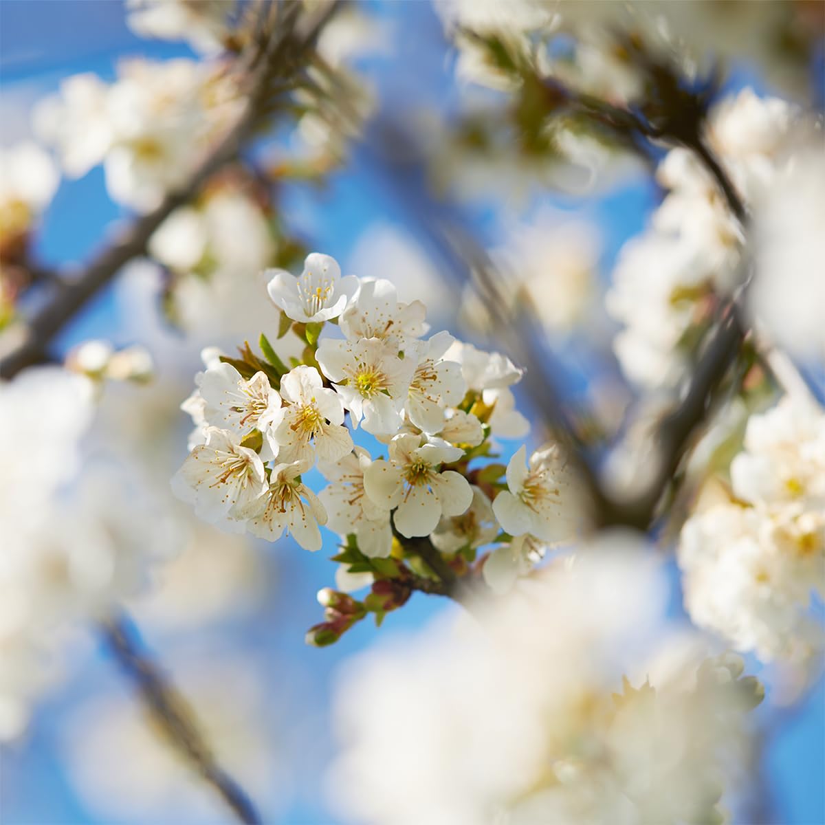 L'Occitane Cherry Blossom Perfumed Soap 1.70 fl oz - Image 3