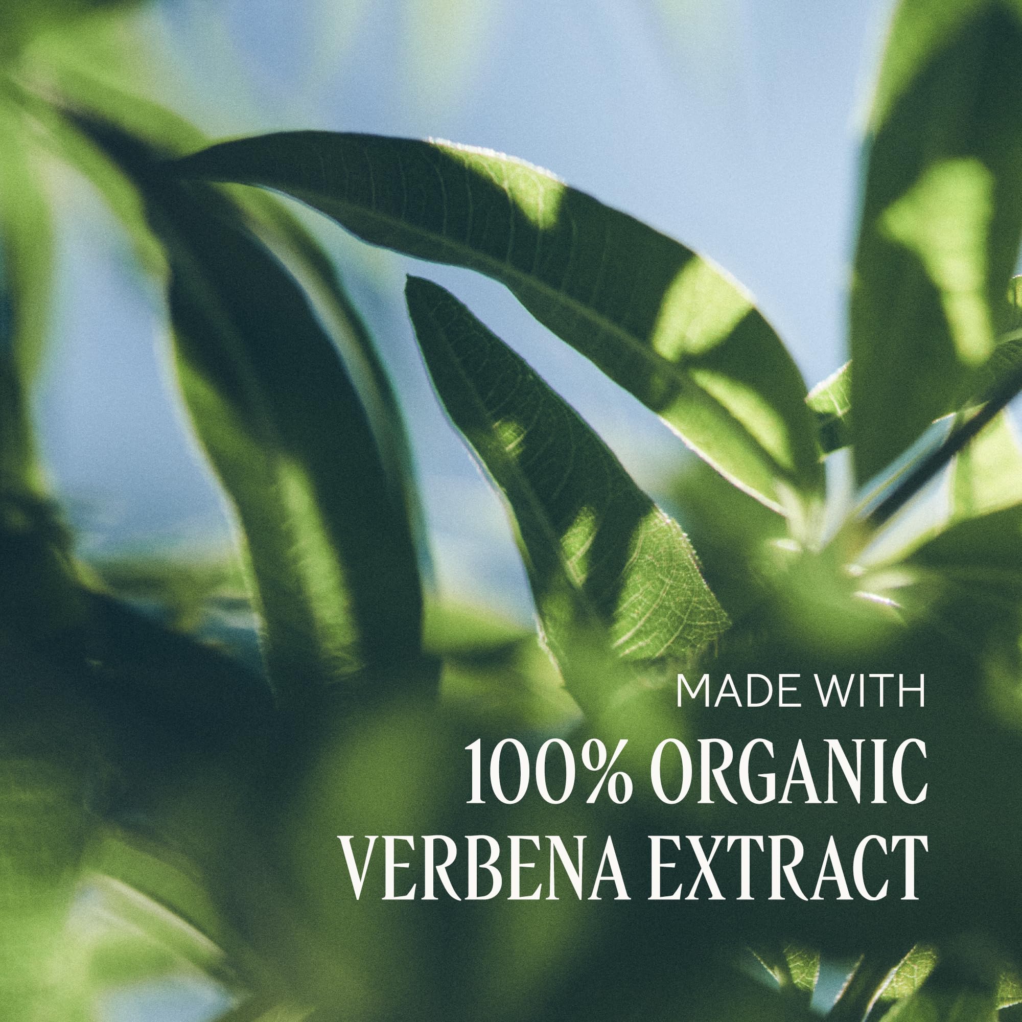 L'OCCITANE La Lotion Fast Absorbing Hand & Body Cream, Shea Butter, Verbena Citrus, Intensive Nourishing & Moisturizing Treatment For Dry, Cracked Skin - Image 4