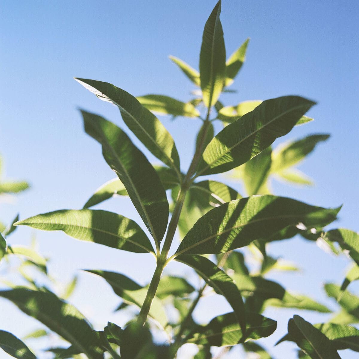 L'Occitane The Incredible Deodorant Recipe in Verbena 1.70 fl oz - Image 4