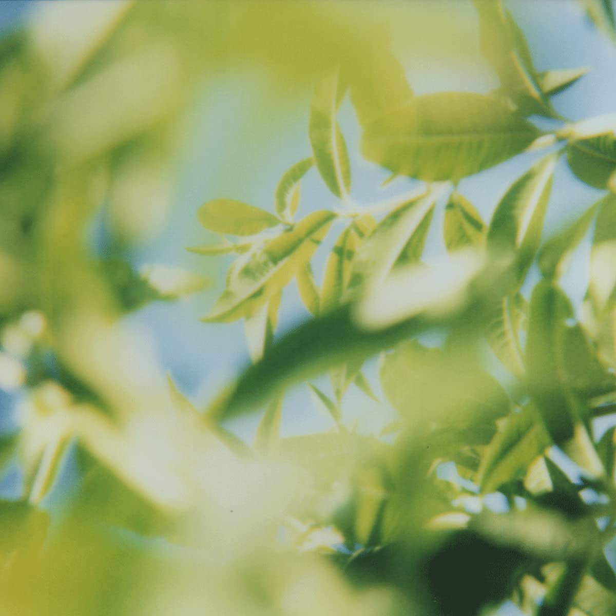 L'OCCITANE Verbena Body Lotion Marketplace 8.40 fl oz - Image 4