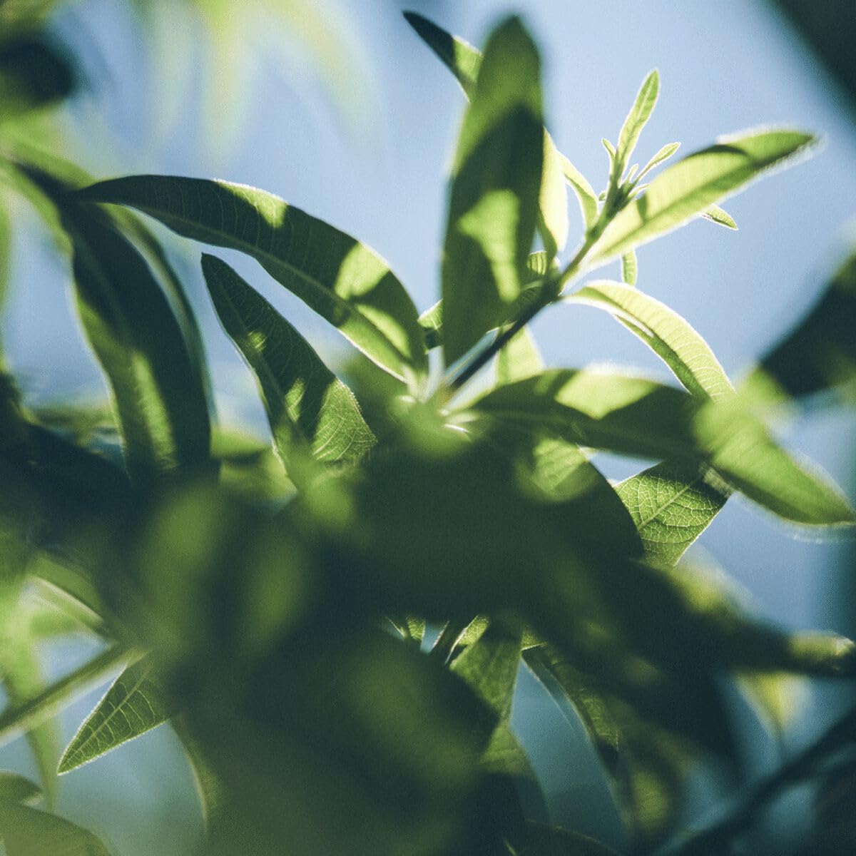 L'OCCITANE Verbena Roll-On Eau de Toilette 0.33 fl oz - Image 5